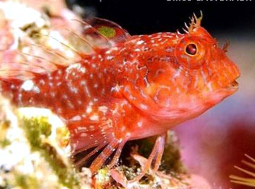 Parablennius zvonimiri_124